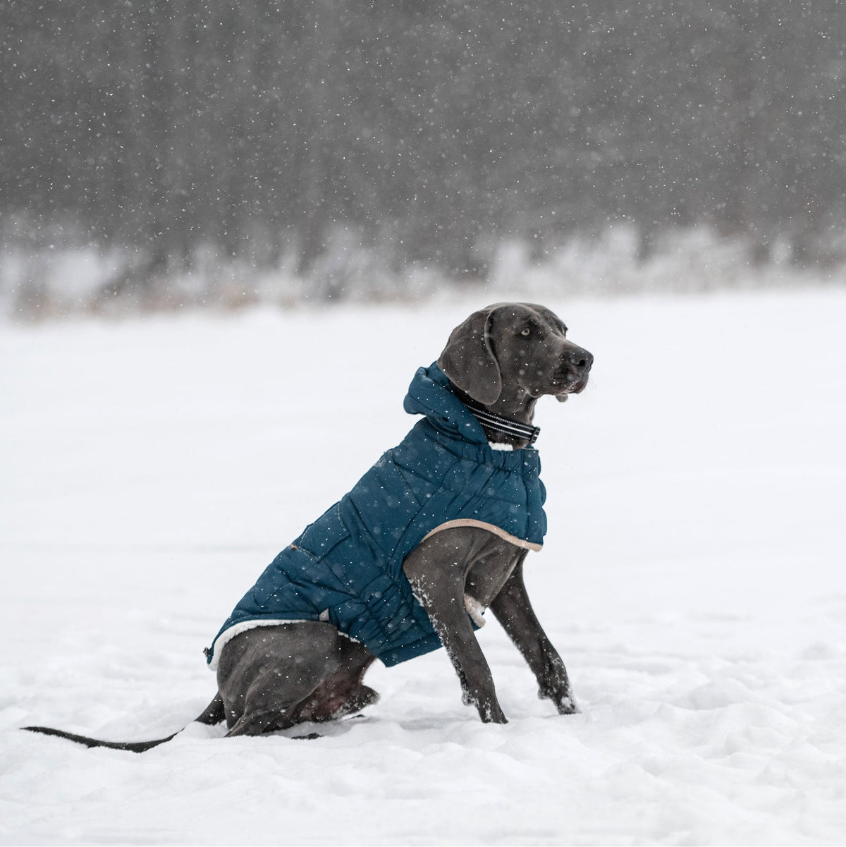 GF PET Nordic Dog Parka