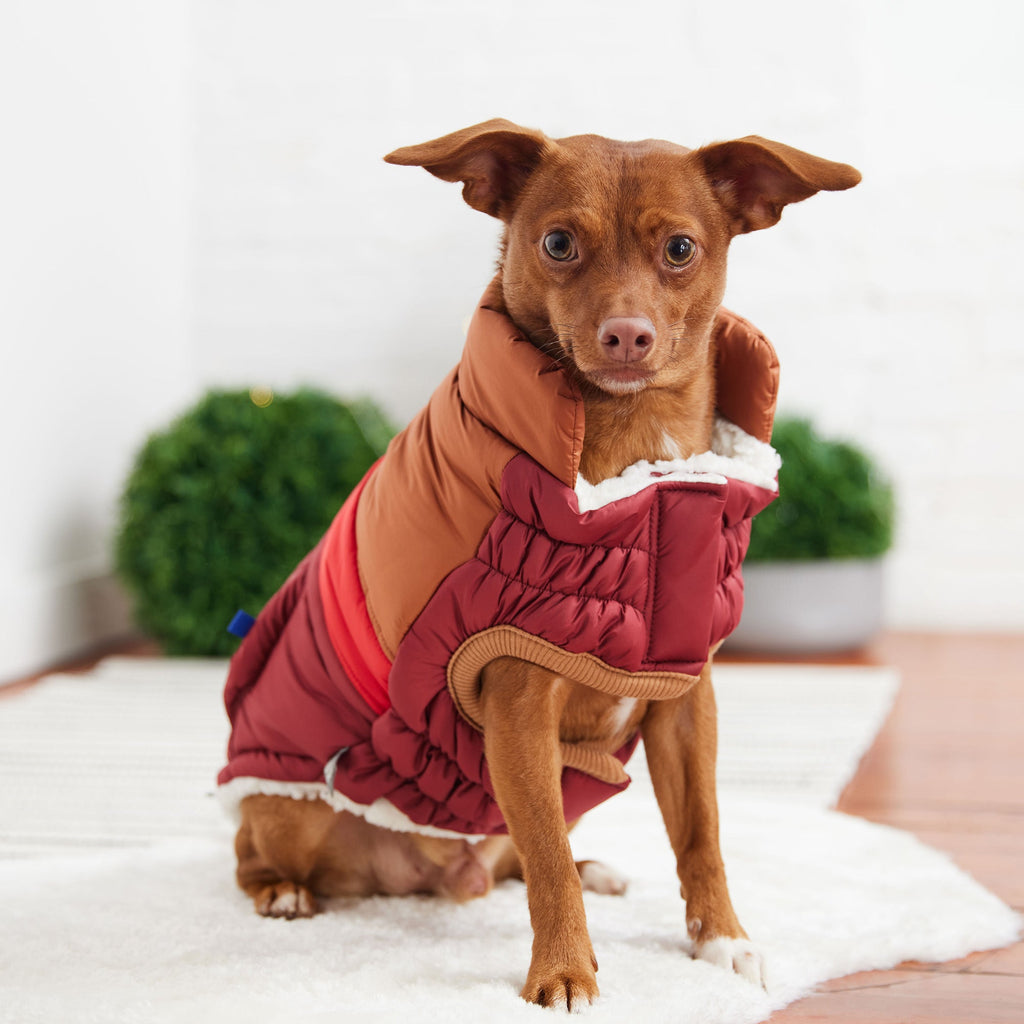 GF PET Retro Dog Puffer Jacket - Dark Red