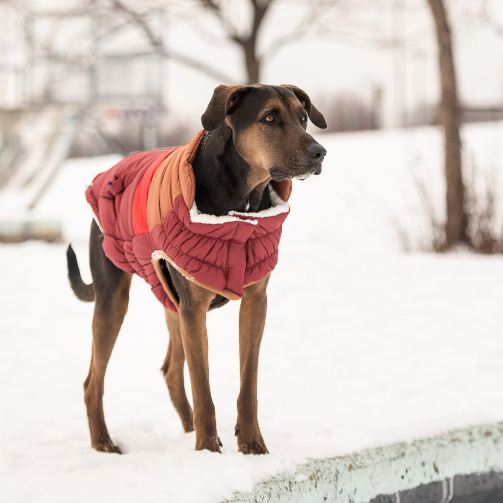 GF PET Retro Dog Puffer Jacket - Dark Red