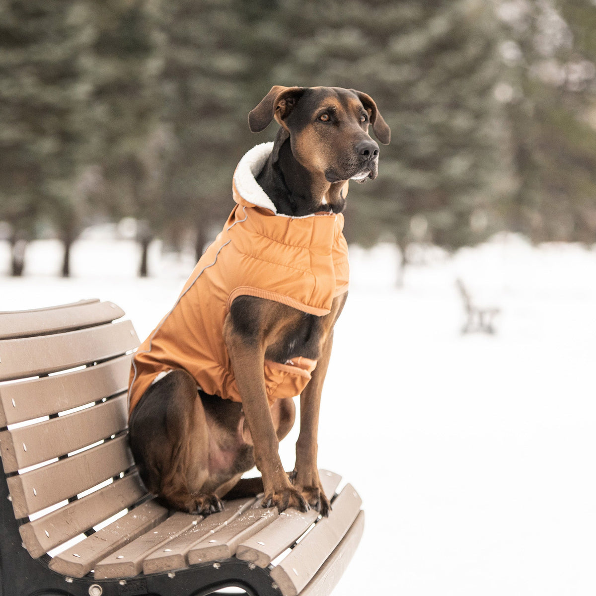 GF PET Insulated Dog Raincoat - Hazel