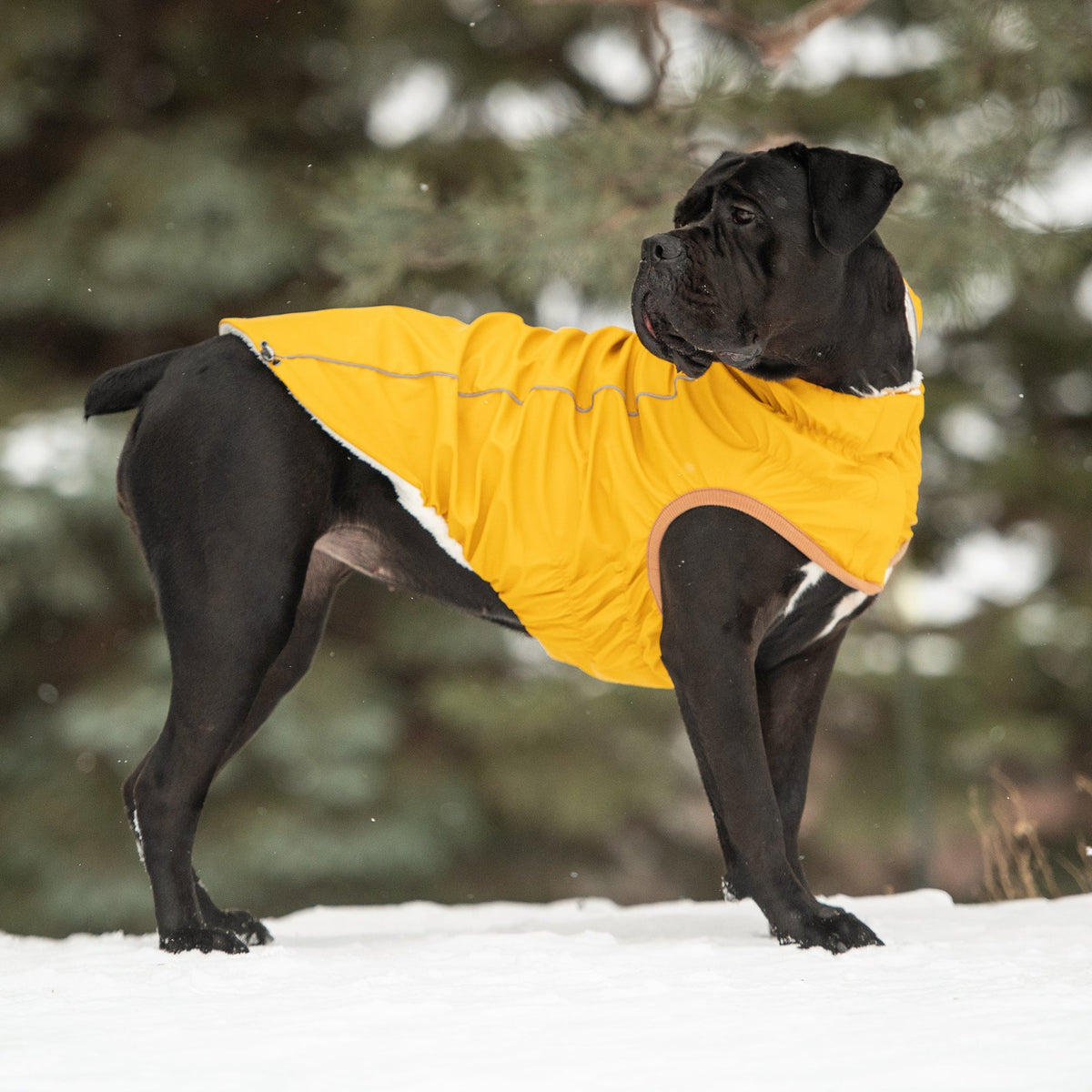 GF PET Insulated Dog Raincoat - Yellow