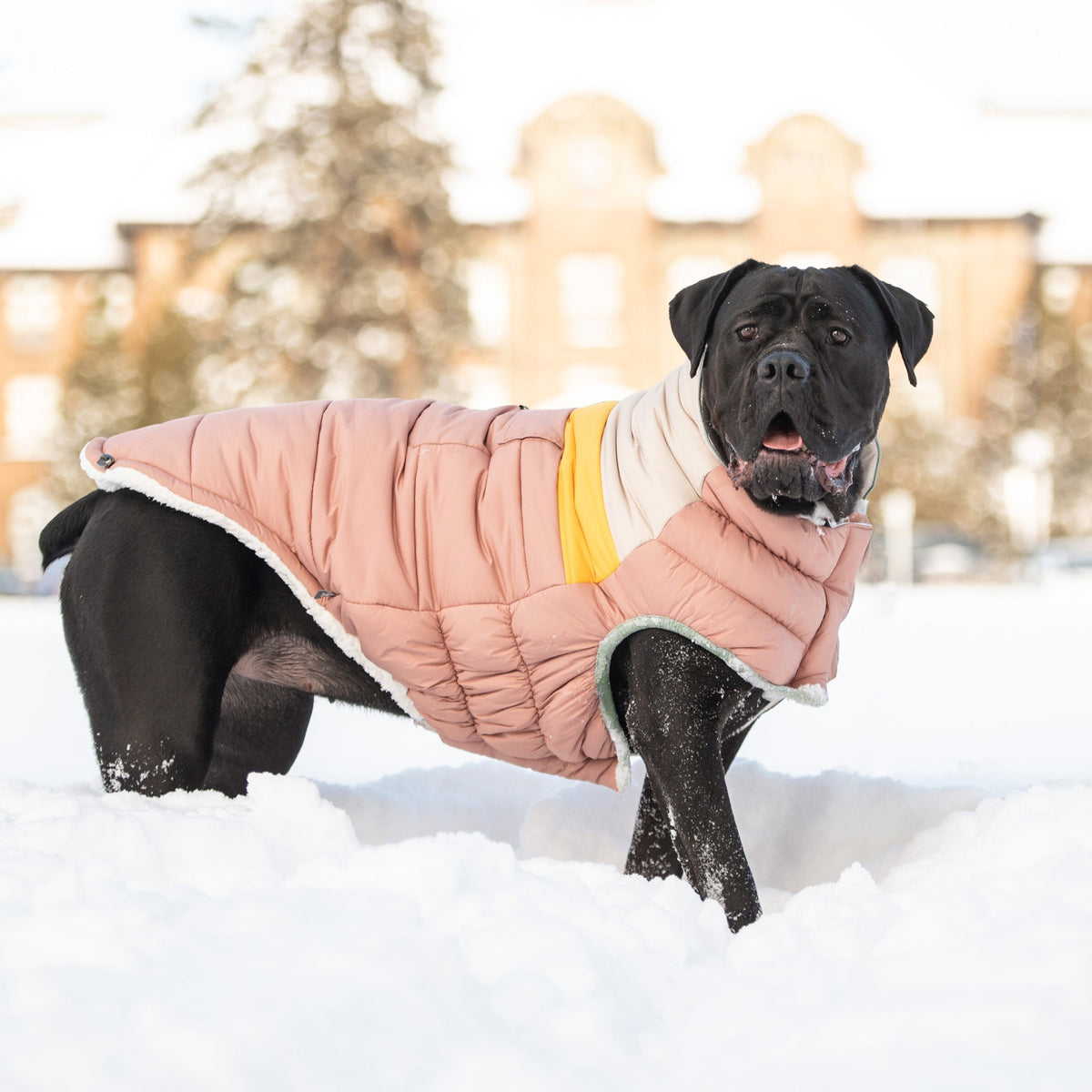 GF PET Camplife Dog Puffer Jacket - Clay