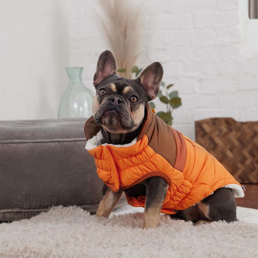 GF PET Camplife Dog Puffer Jacket - Orange