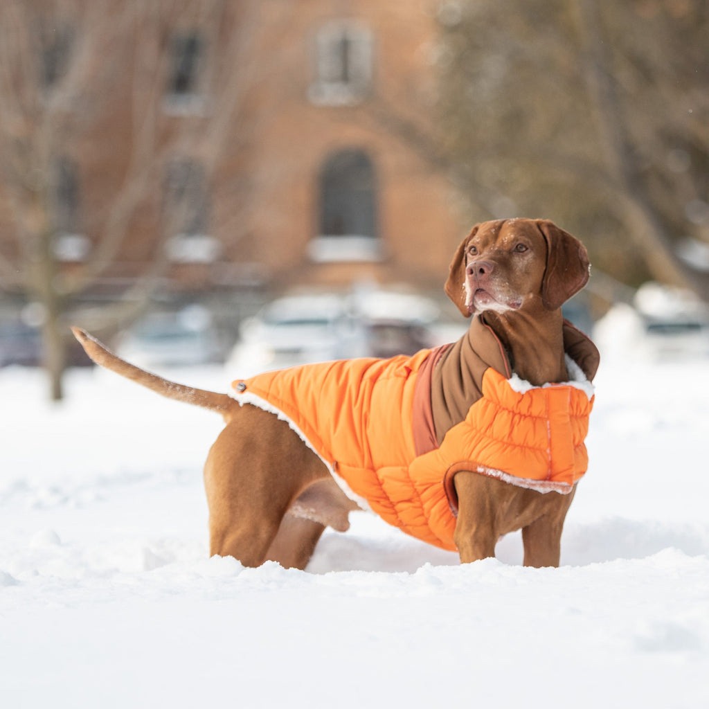 GF PET Camplife Dog Puffer Jacket - Orange