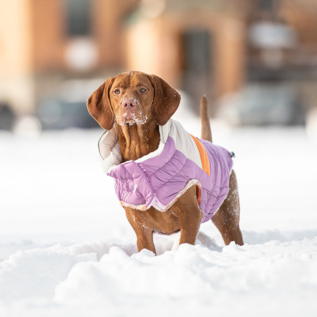 GF PET Camplife Dog Puffer Jacket - Purple