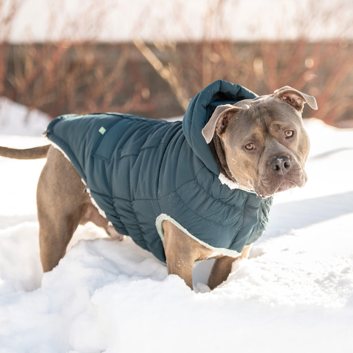 GF PET Arctic Dog Parka - Teal