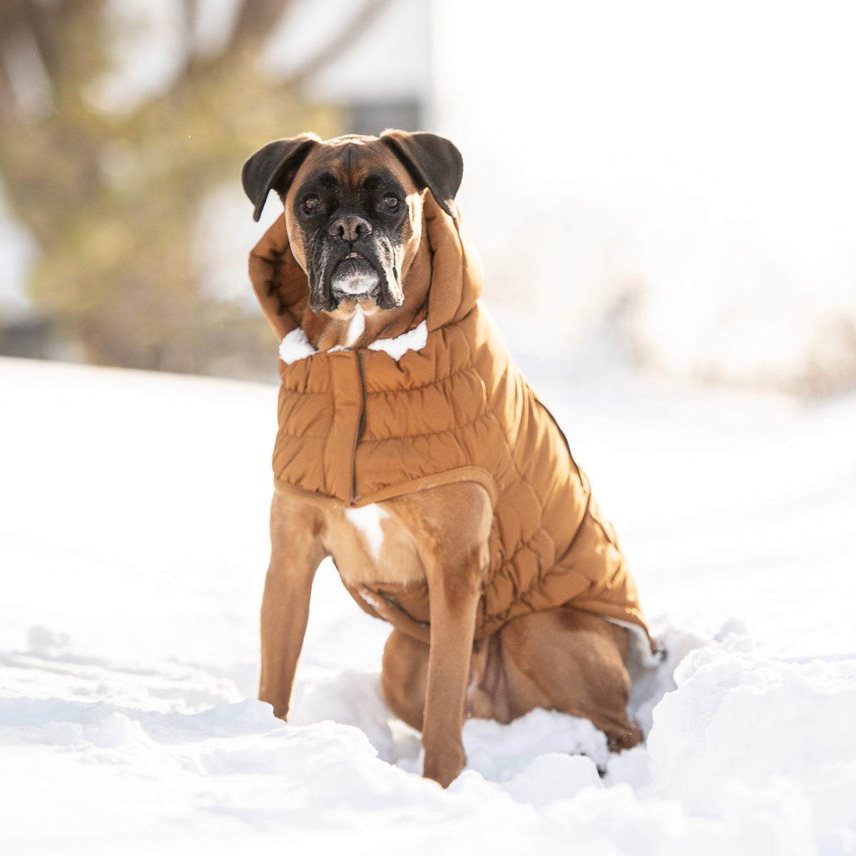 GF PET Arctic Dog Parka - Wood