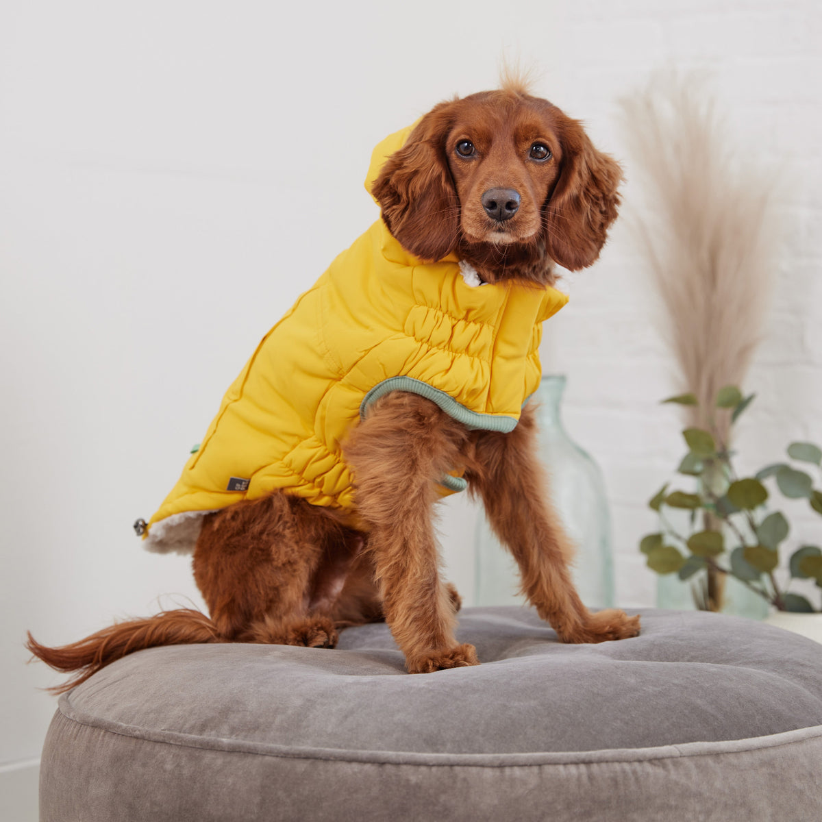 GF PET Arctic Dog Parka - Yellow