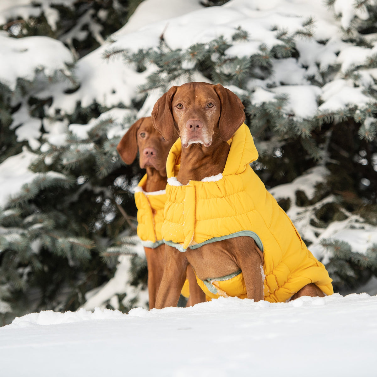 GF PET Arctic Dog Parka - Yellow