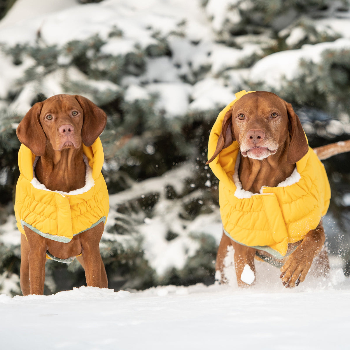 GF PET Arctic Dog Parka - Yellow