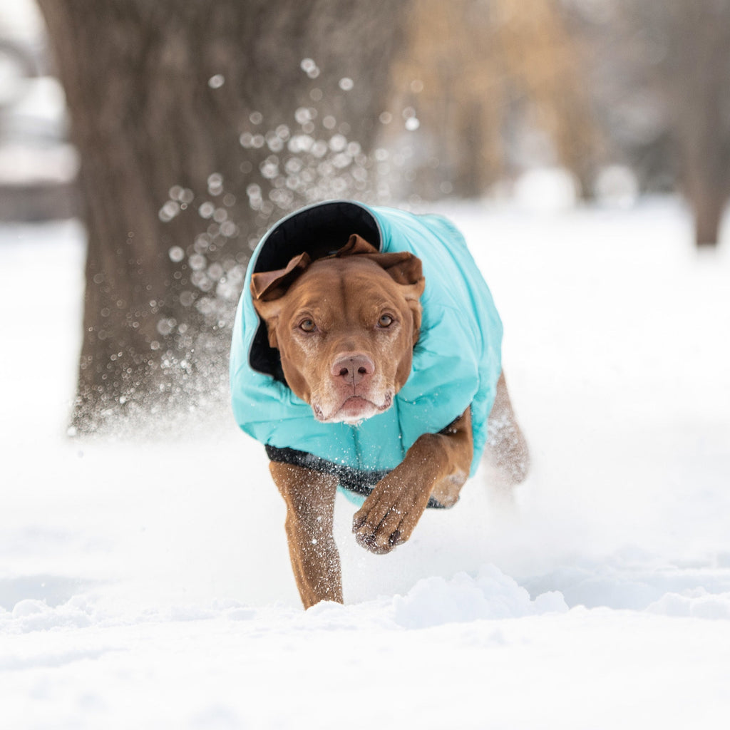 GF PET Reversible Chalet Dog Jacket - Black/Aqua