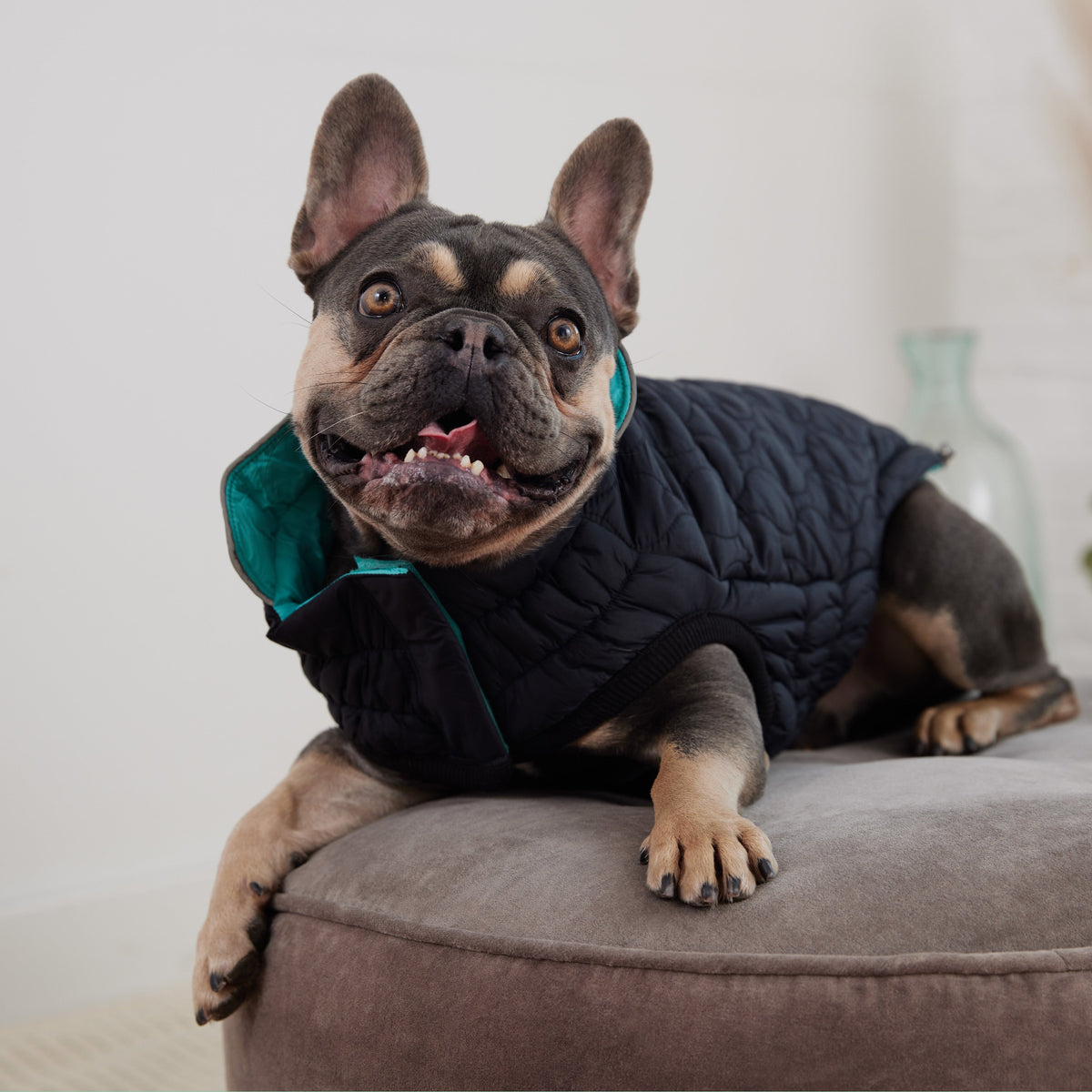 GF PET Reversible Chalet Dog Jacket - Black/Aqua