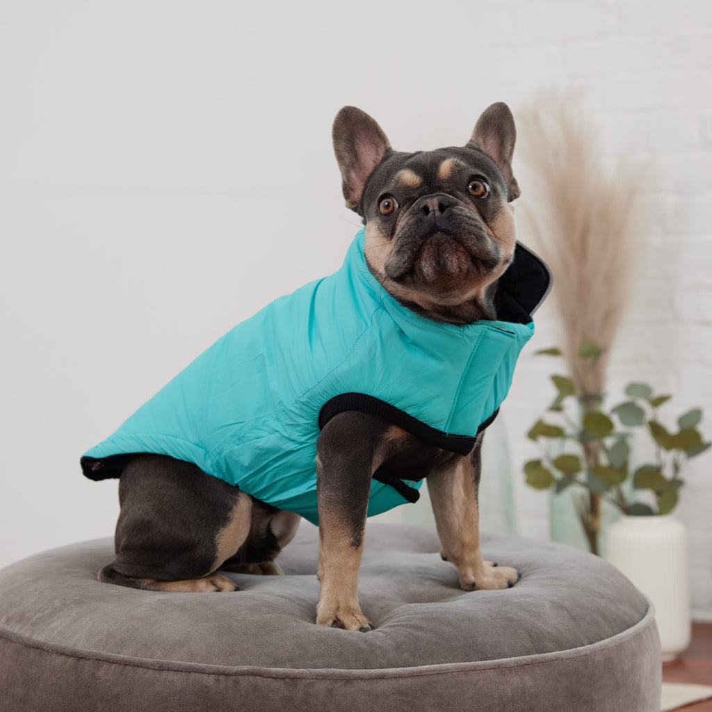 GF PET Reversible Chalet Dog Jacket - Black/Aqua