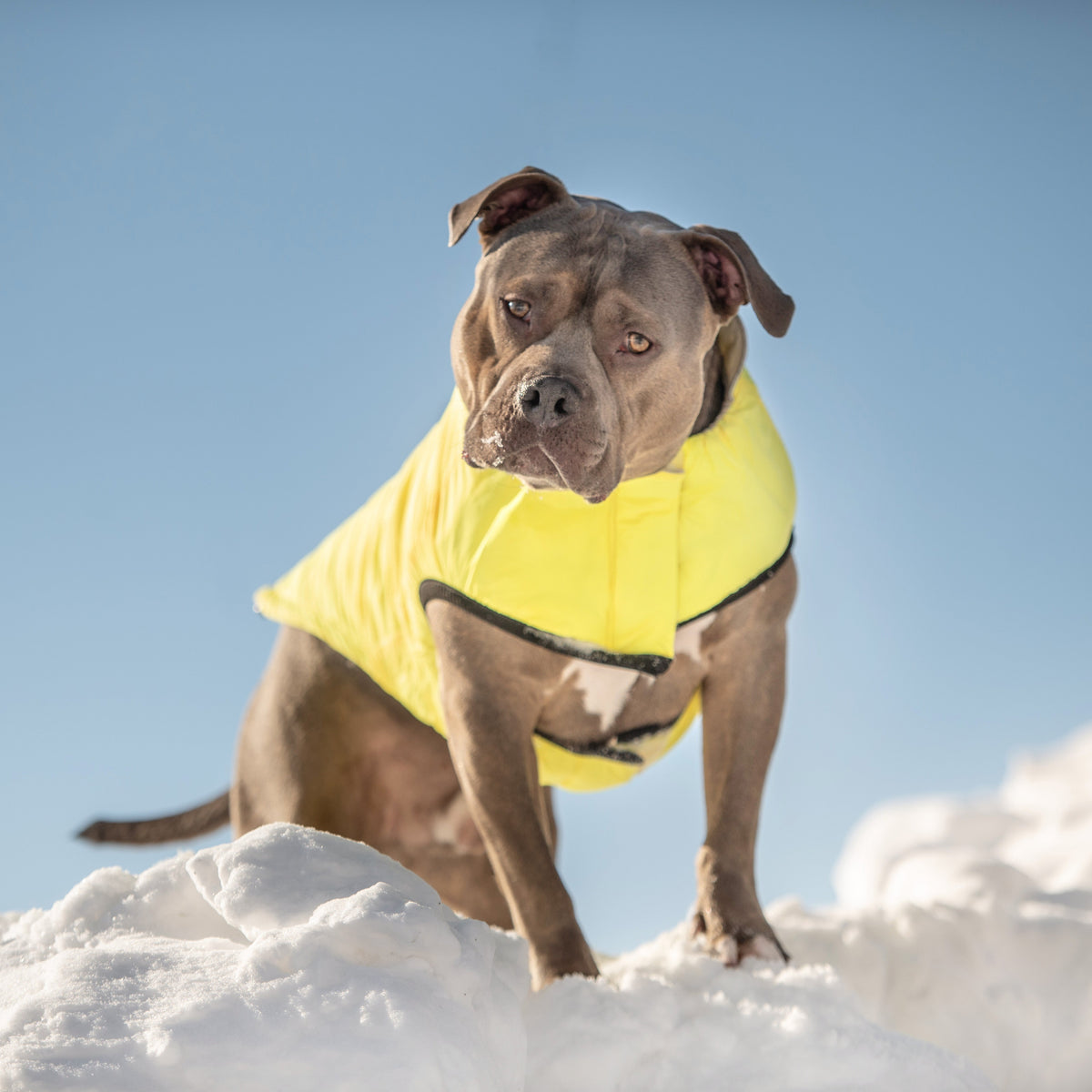 GF PET Reversible Chalet Dog Jacket - Sand/Yellow