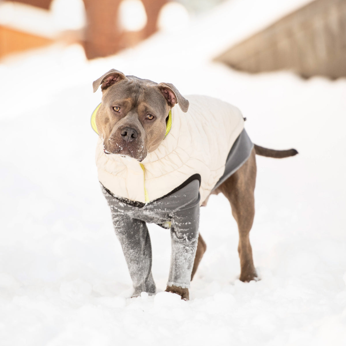 GF PET Reversible Chalet Dog Jacket - Sand/Yellow