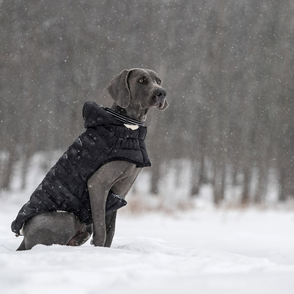 GF PET Cloud Dog Parka