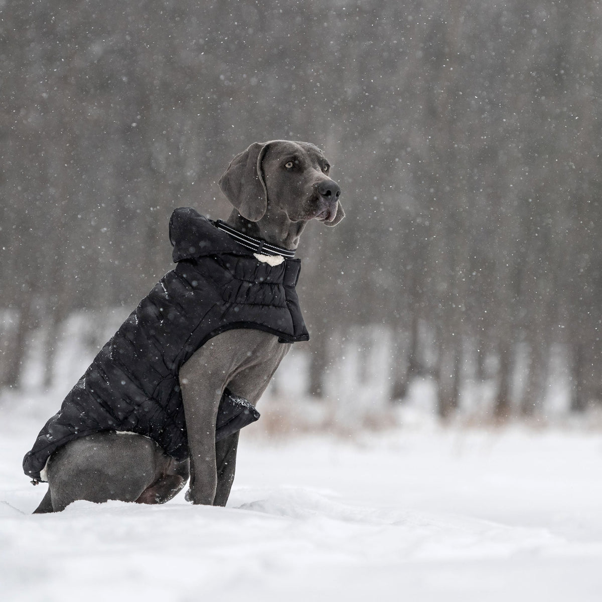 GF PET Cloud Dog Parka