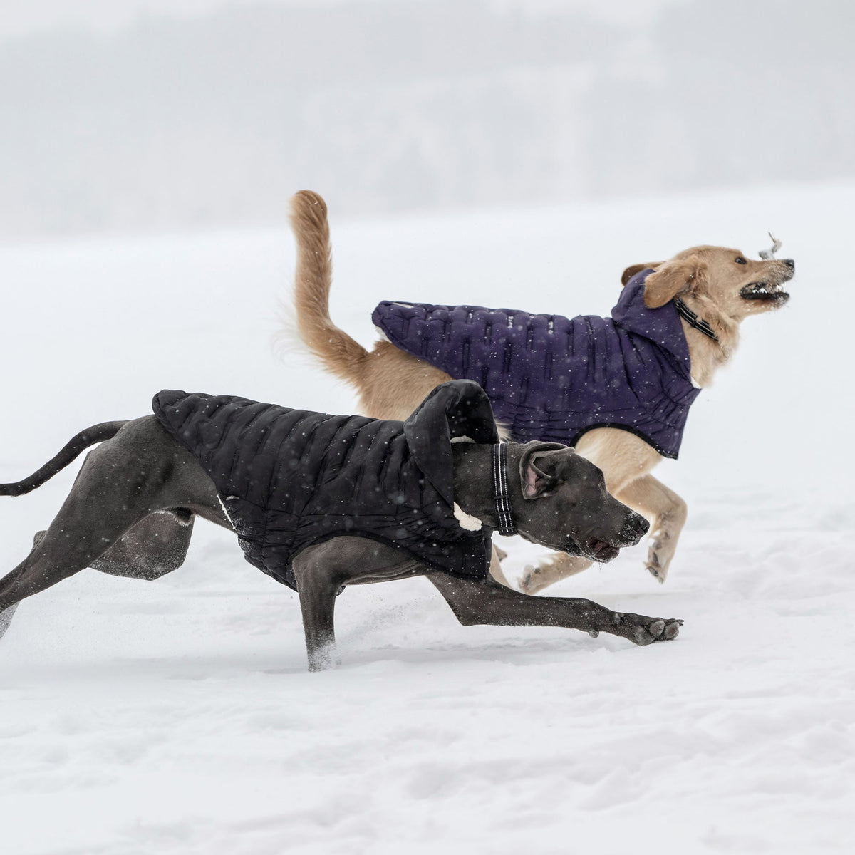GF PET Cloud Dog Parka