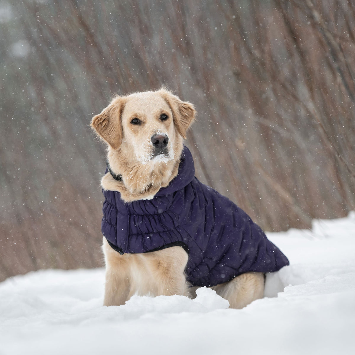 GF PET Cloud Dog Parka