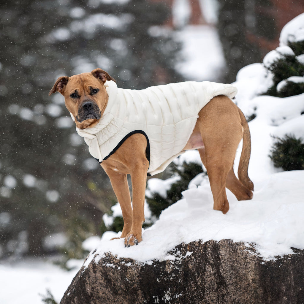 GF PET Cloud Dog Parka