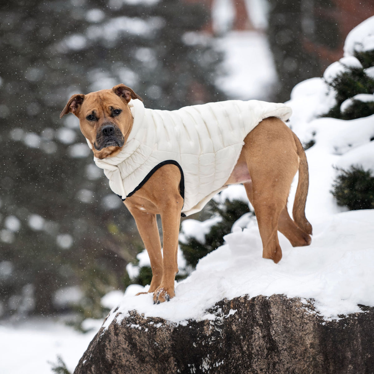 GF PET Cloud Dog Parka