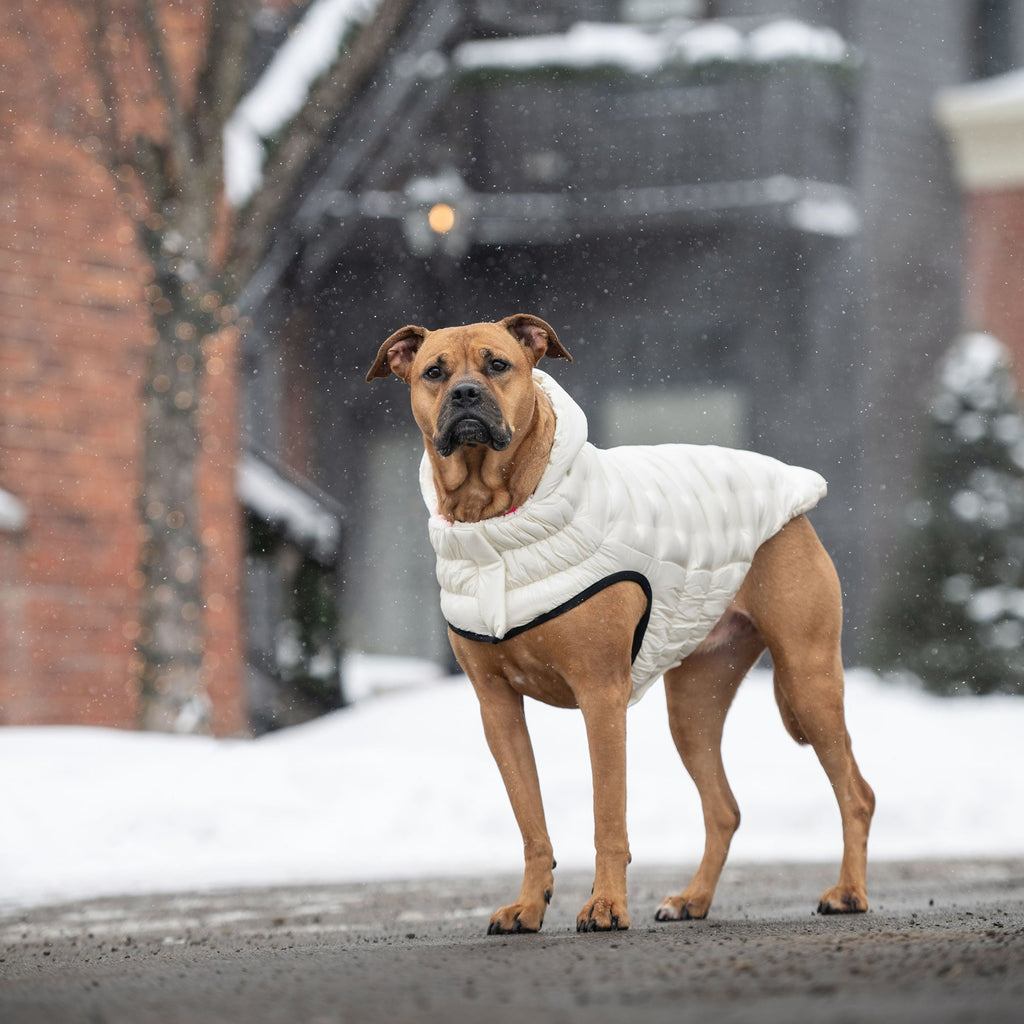 GF PET Cloud Dog Parka