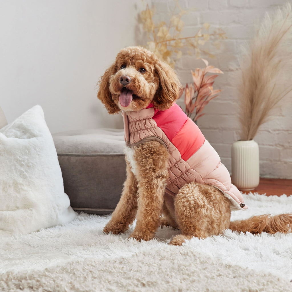 GF PET Color Block Dog Puffer Jacket