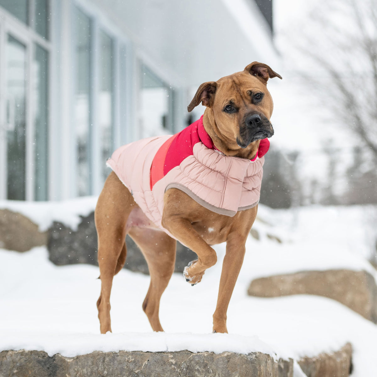 GF PET Color Block Dog Puffer Jacket