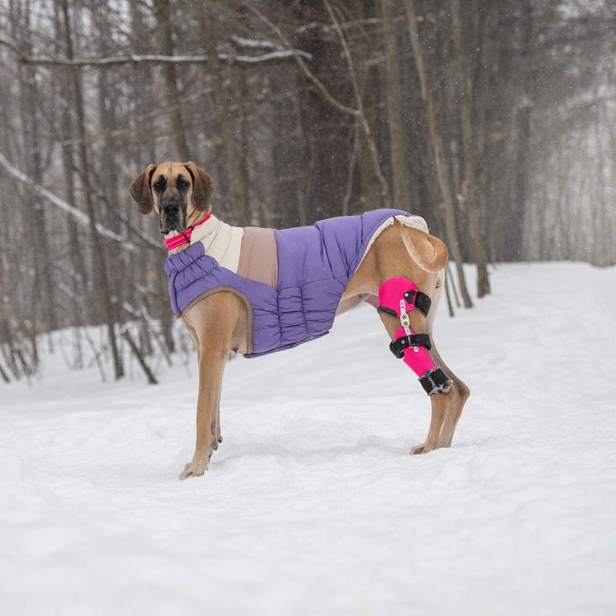 GF PET Color Block Dog Puffer Jacket