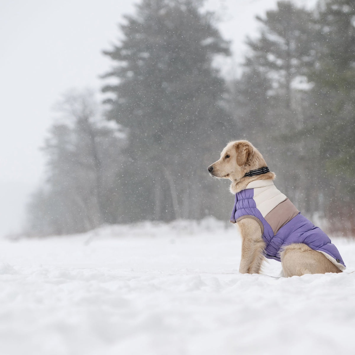 GF PET Color Block Dog Puffer Jacket