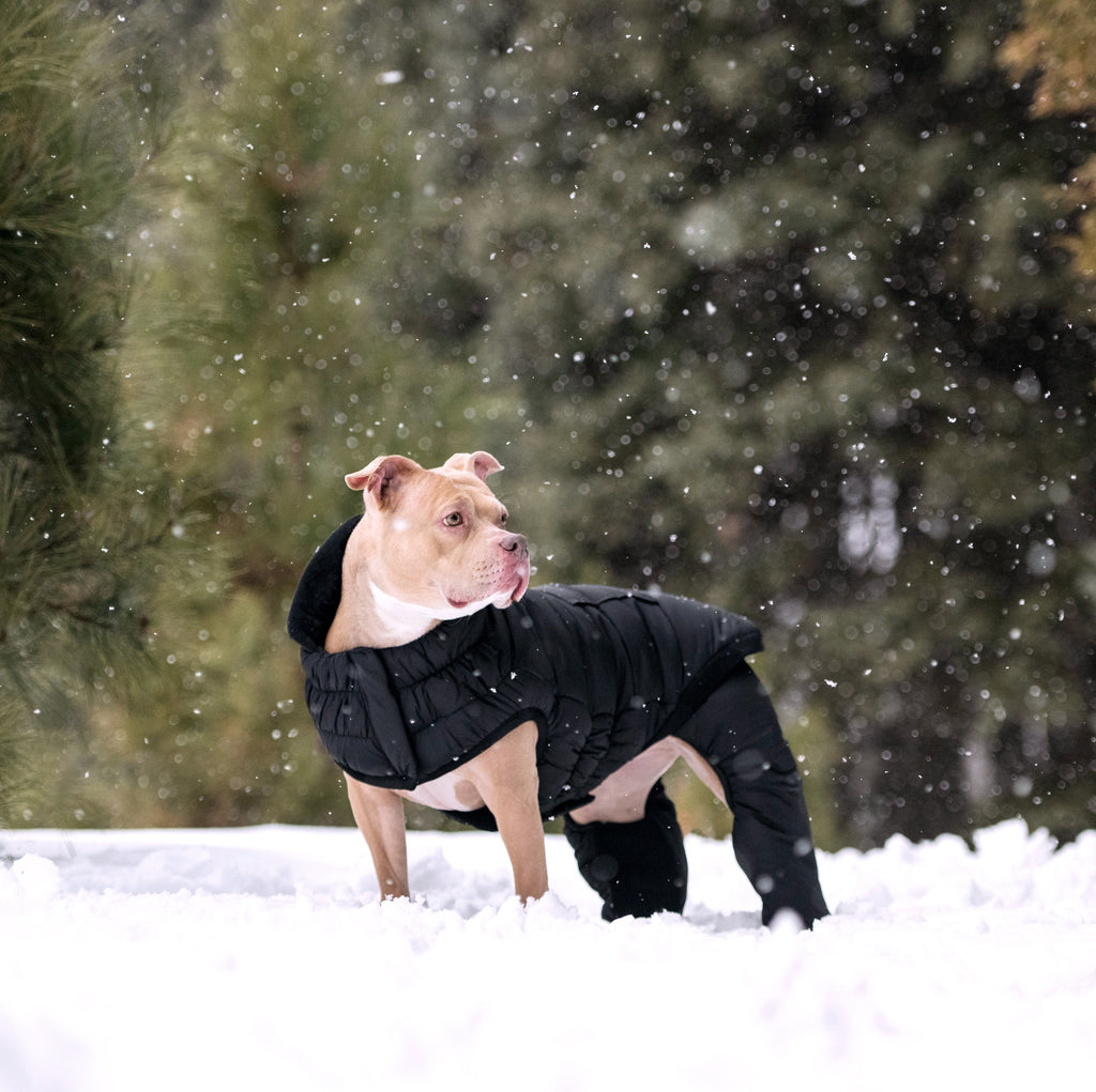 GF PET Odyssey Dog Snowsuit