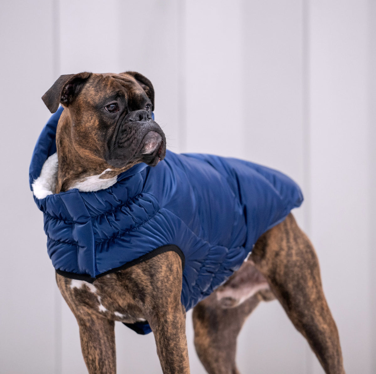 GF PET Lunar Glow Dog Parka