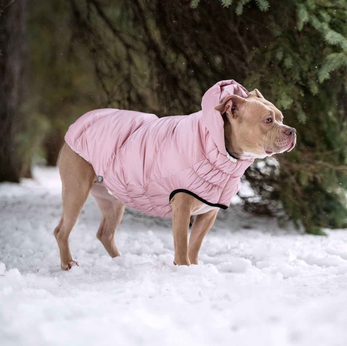 GF PET Lunar Glow Dog Parka