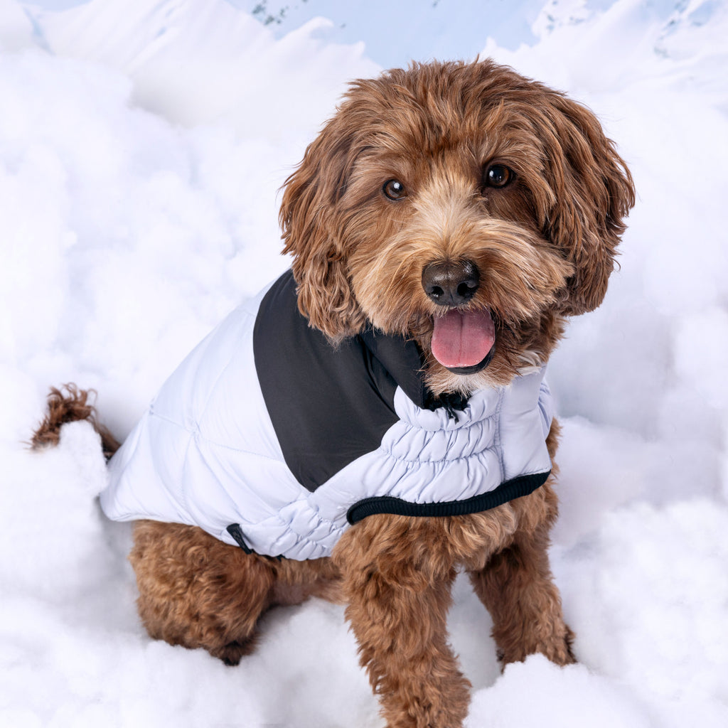 GF PET Diamond Dog Puffer Jacket