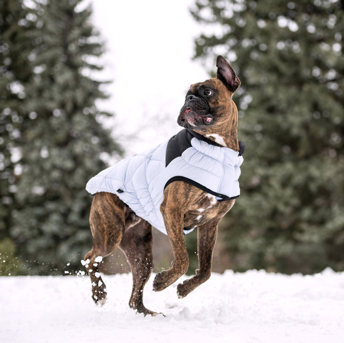 GF PET Diamond Dog Puffer Jacket