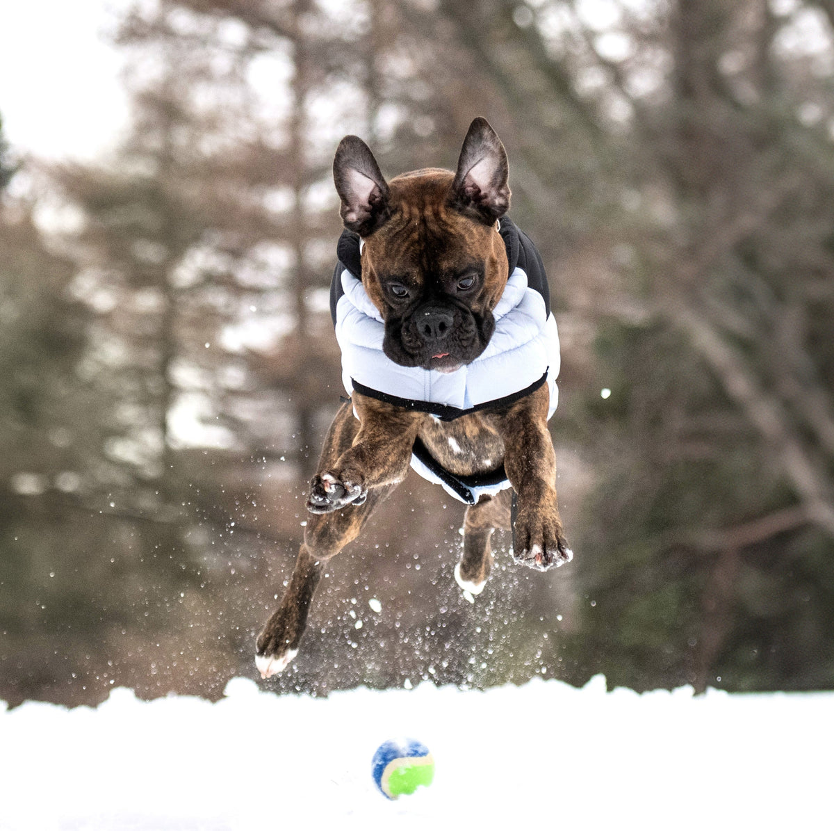 GF PET Diamond Dog Puffer Jacket