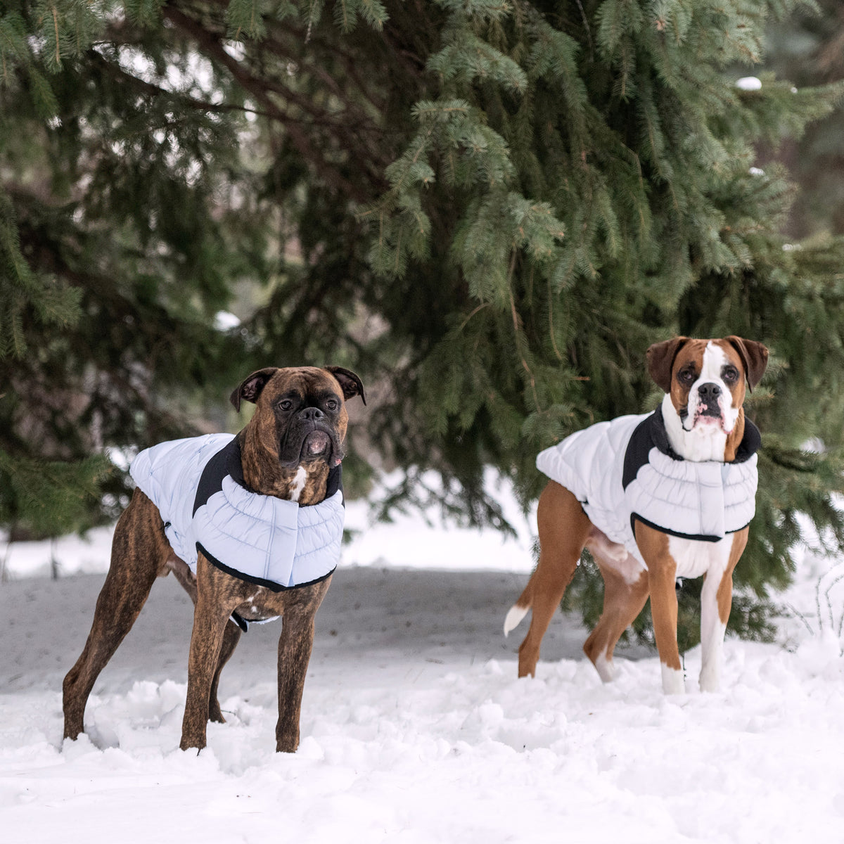 GF PET Diamond Dog Puffer Jacket