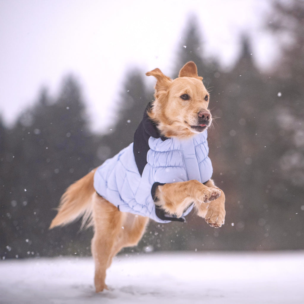 GF PET Diamond Dog Puffer Jacket