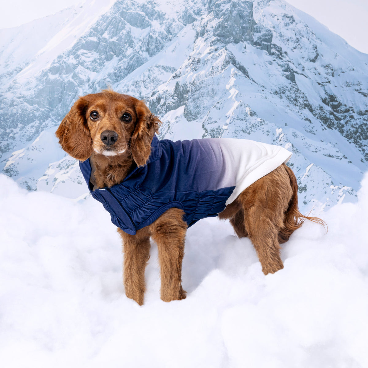 GF PET Good Vibes Dog Hoodie