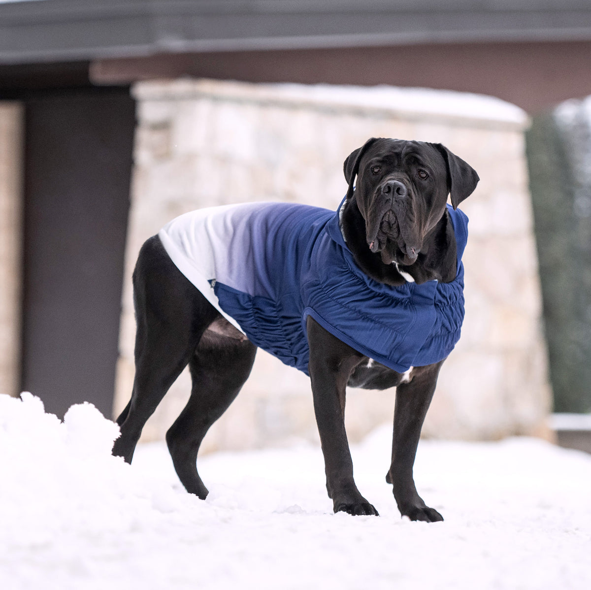 GF PET Good Vibes Dog Hoodie