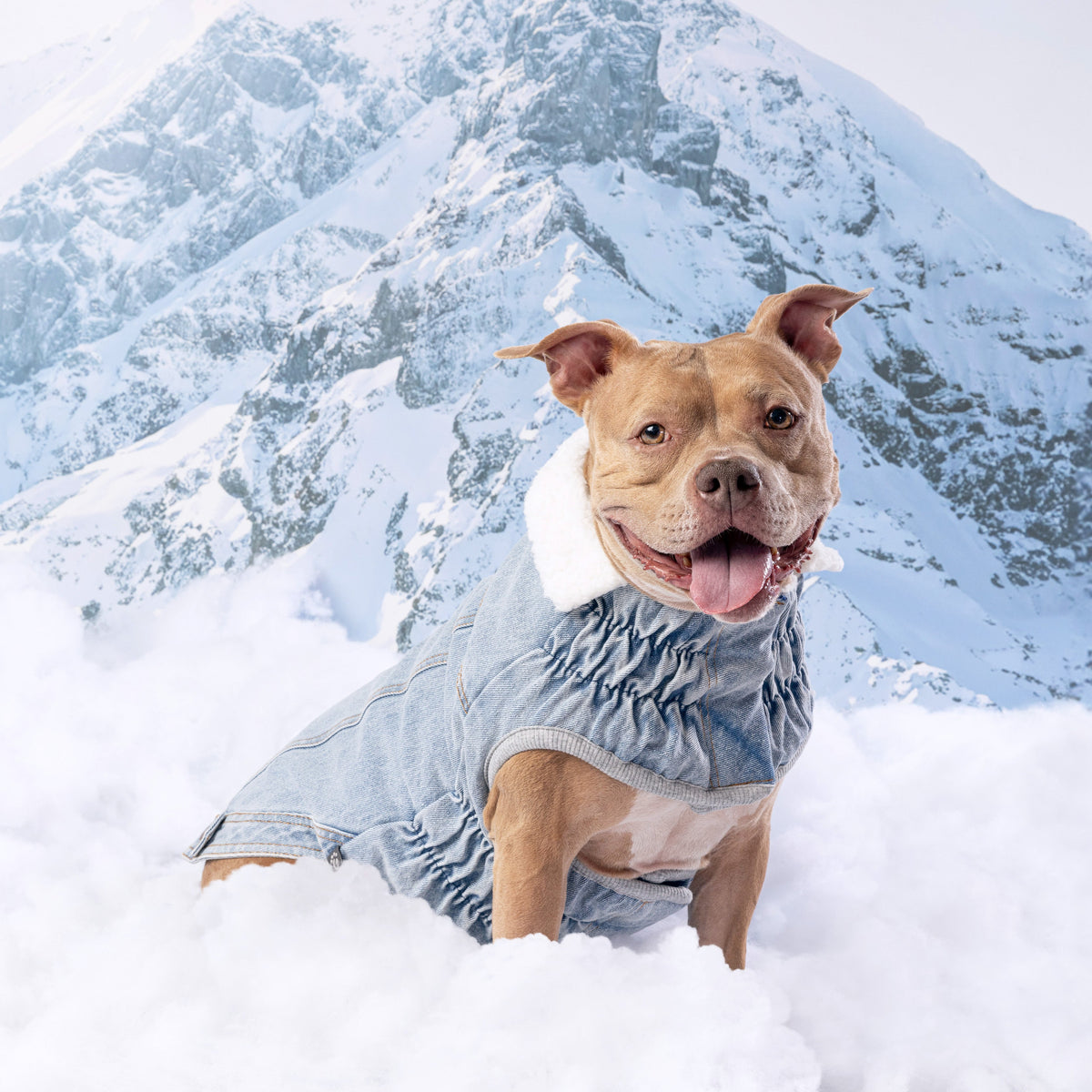 GF PET Northside Denim Dog Jacket - Light Wash