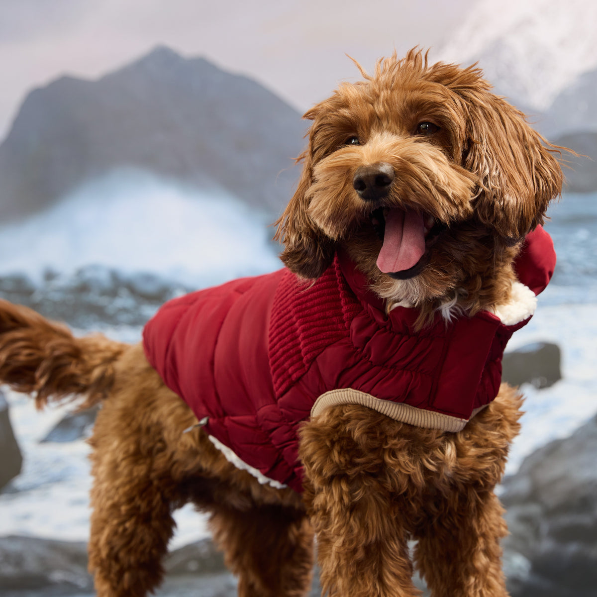GF PET Cold Mountain Dog Puffer Jacket