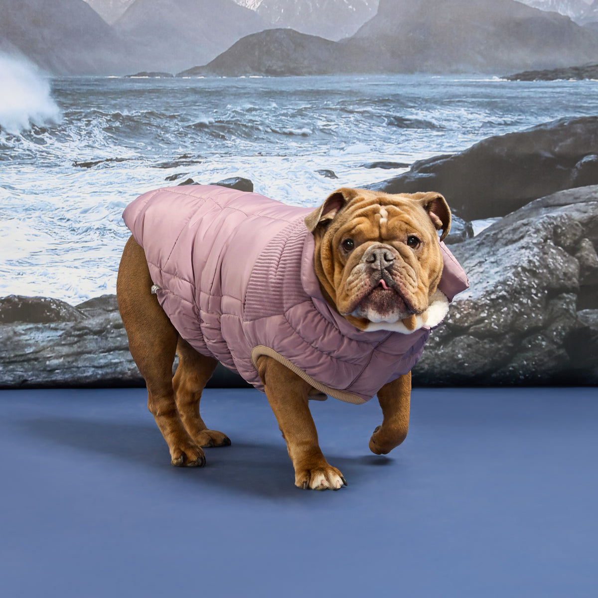 GF PET Cold Mountain Dog Puffer Jacket