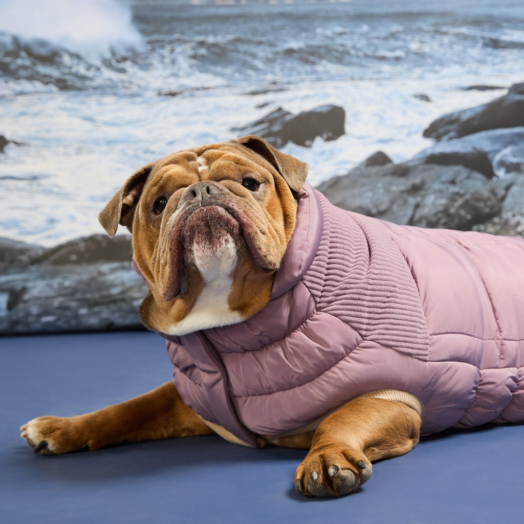 GF PET Cold Mountain Dog Puffer Jacket
