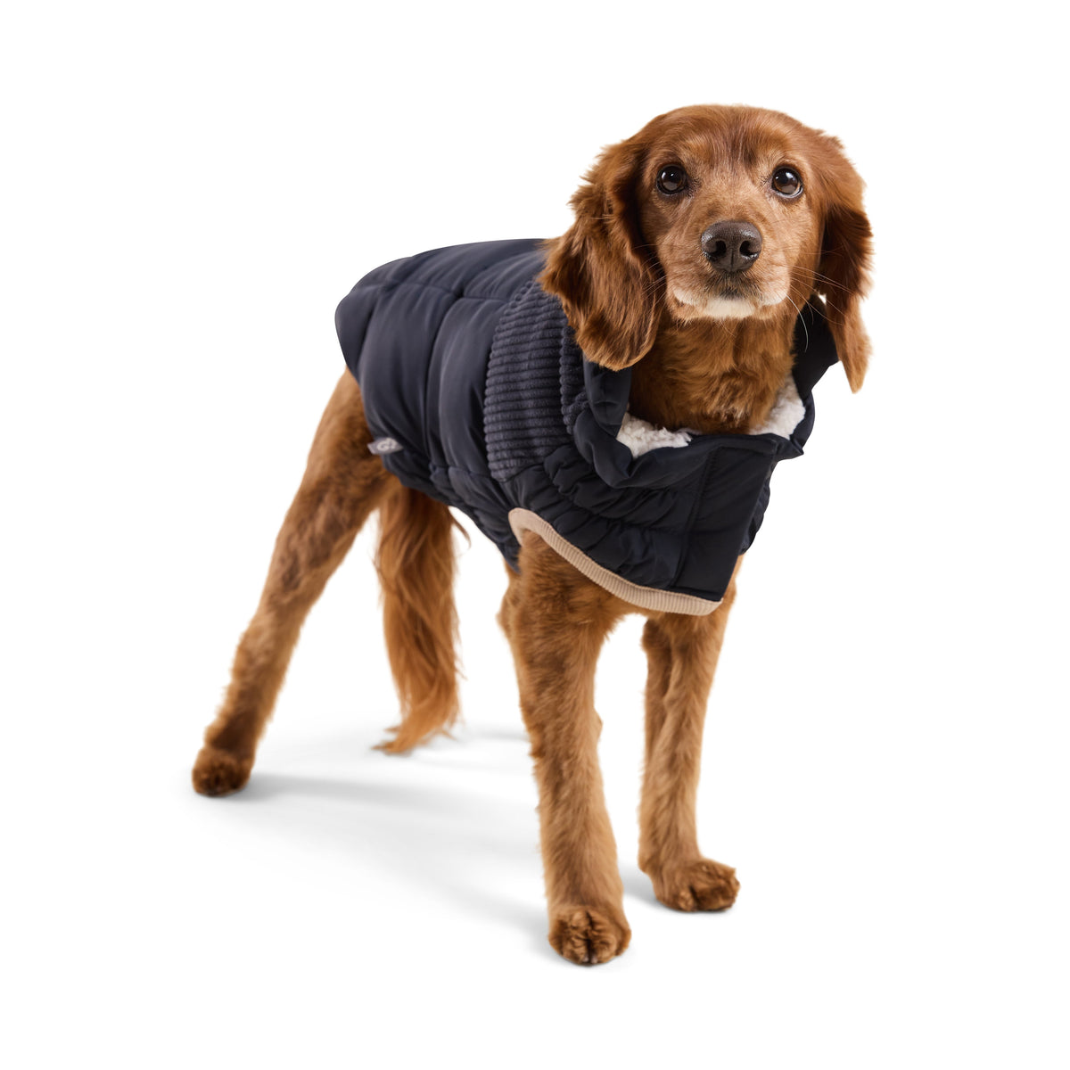 GF PET Cold Mountain Dog Puffer Jacket
