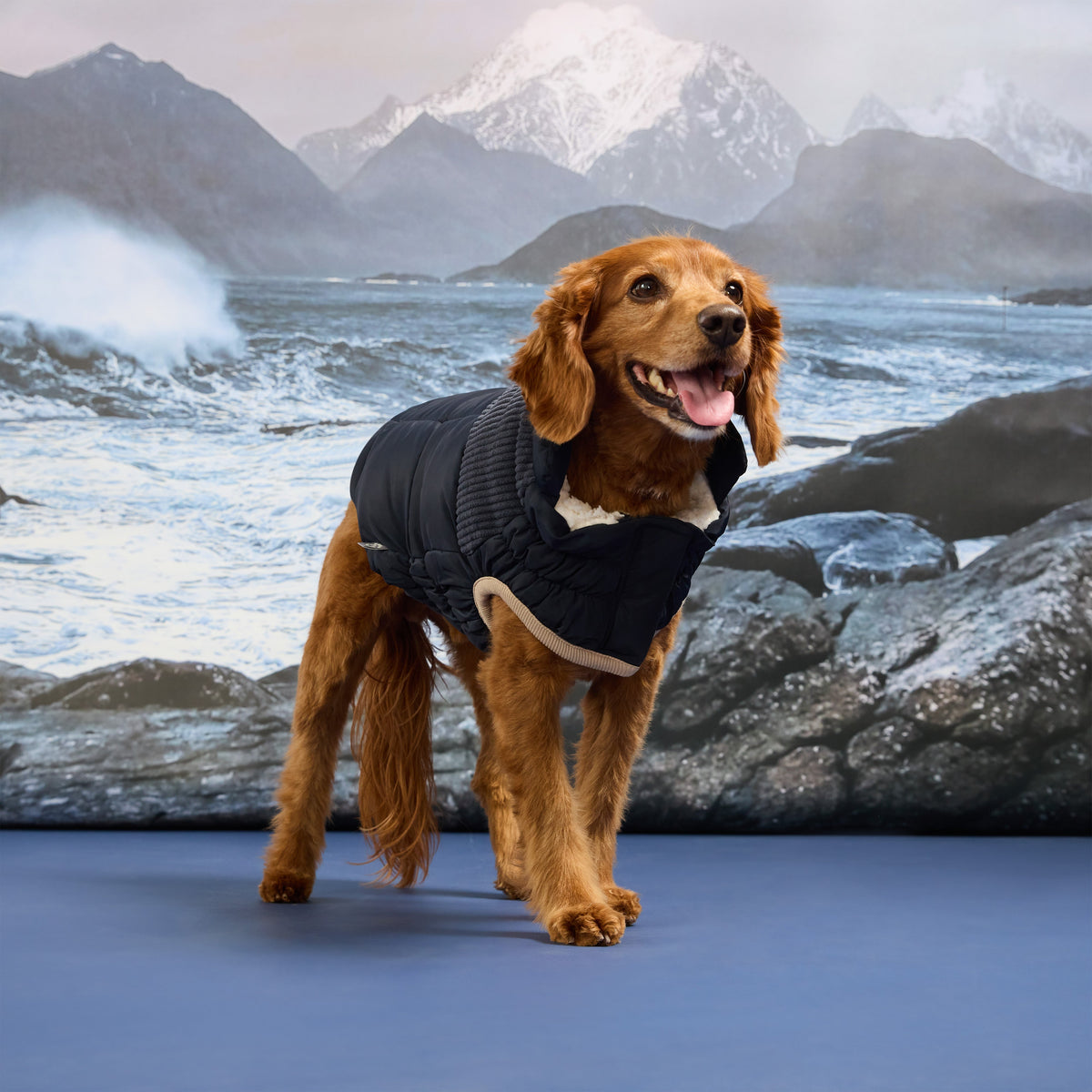GF PET Cold Mountain Dog Puffer Jacket
