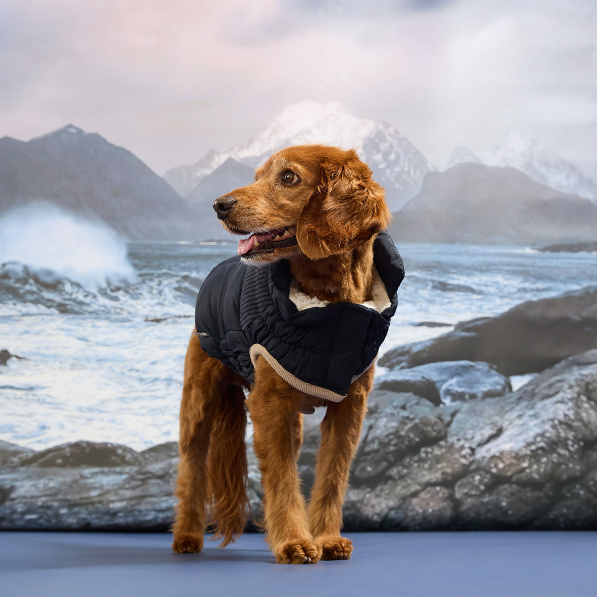 GF PET Cold Mountain Dog Puffer Jacket