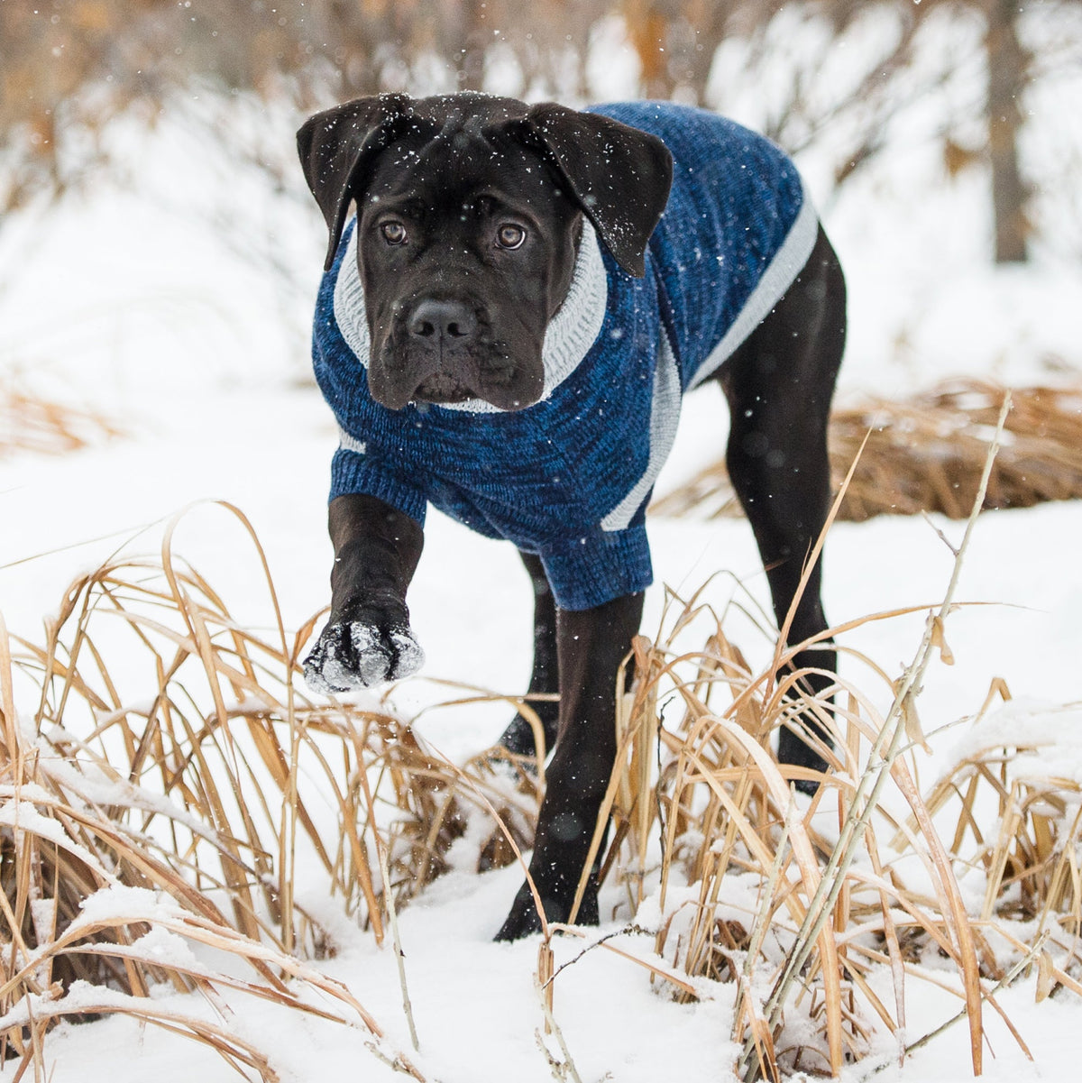 GF PET Trekking Dog Sweater - Blue