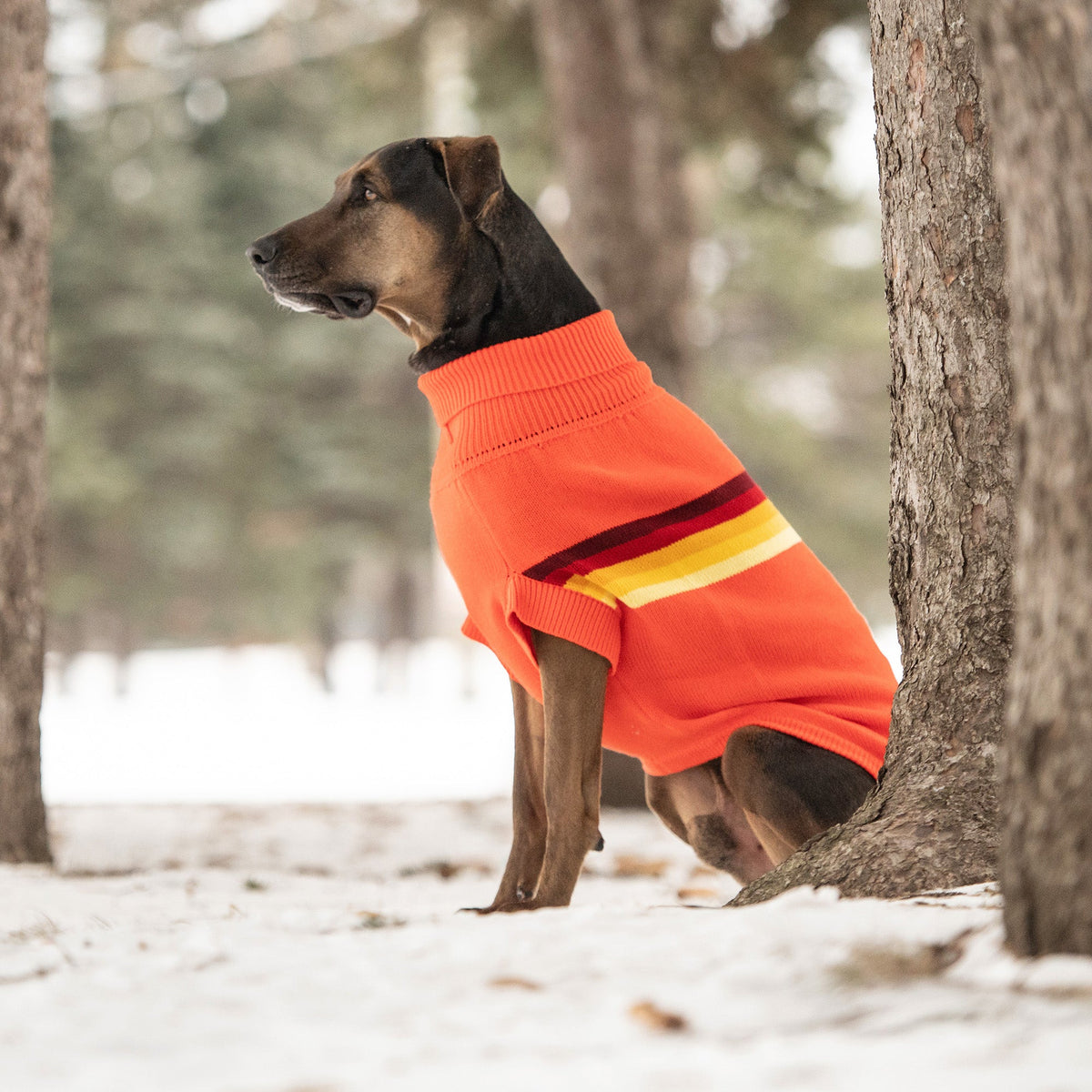 GF PET Retro Dog Sweater - Orange