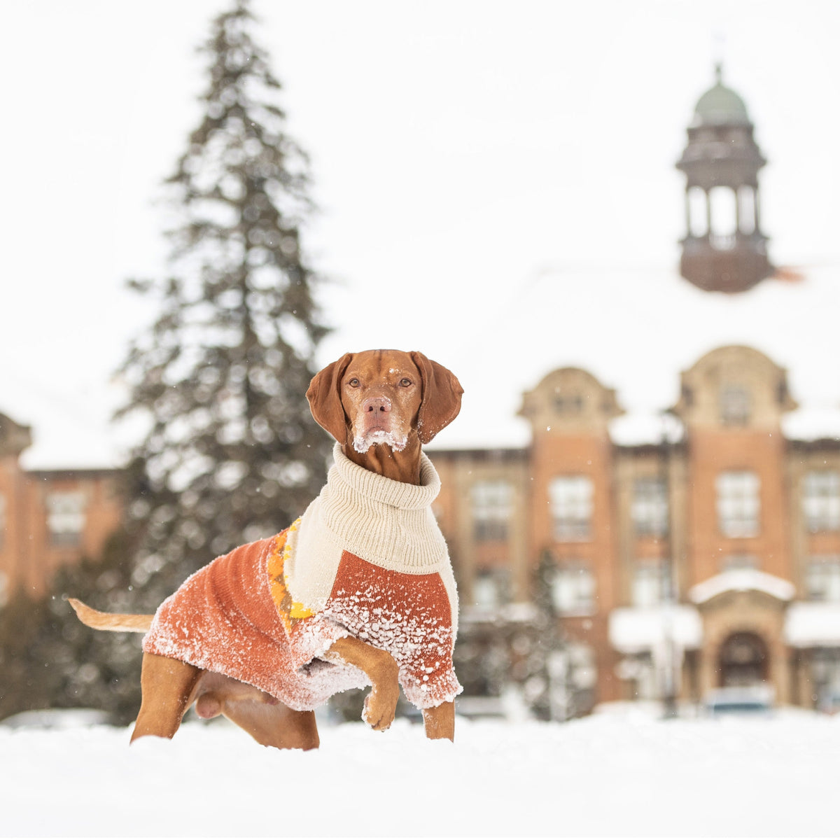 GF PET Fireside Dog Sweater - Chili